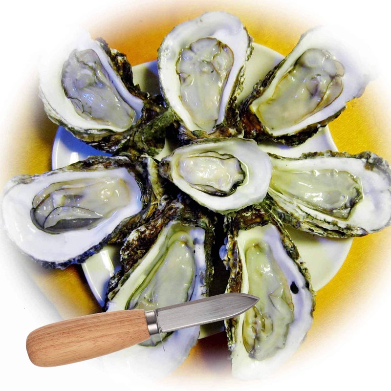 DOMG 10Pcs Oyster Clam Shucking Knife Opener with Wooden Handle - Image 3